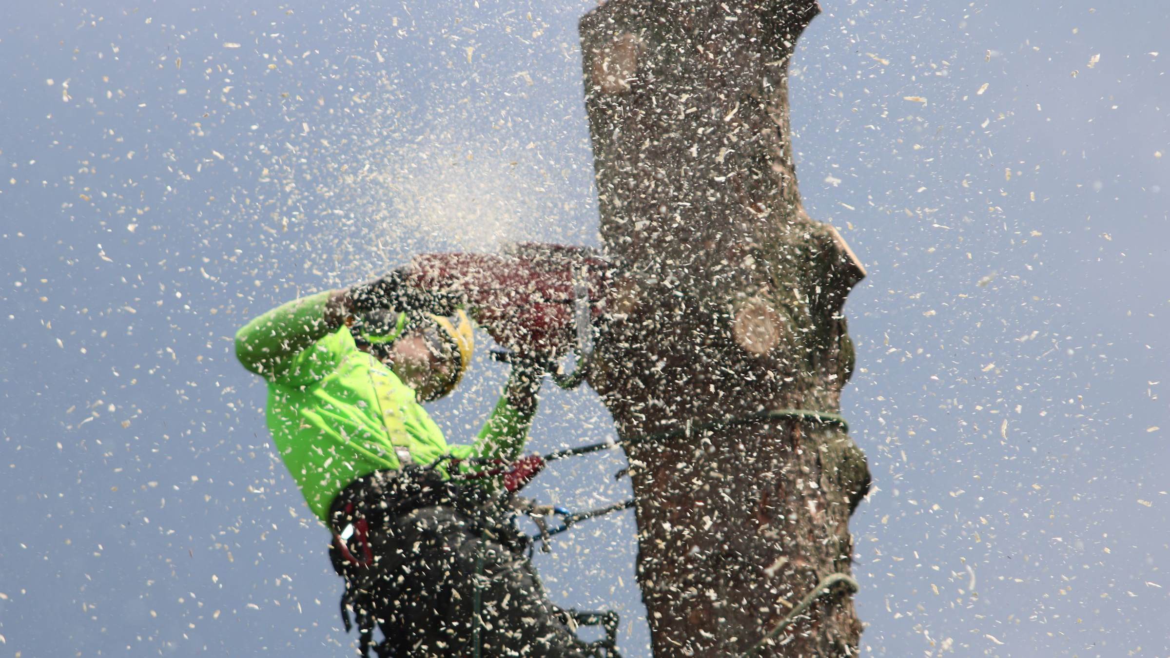 Australian tree loppers at work